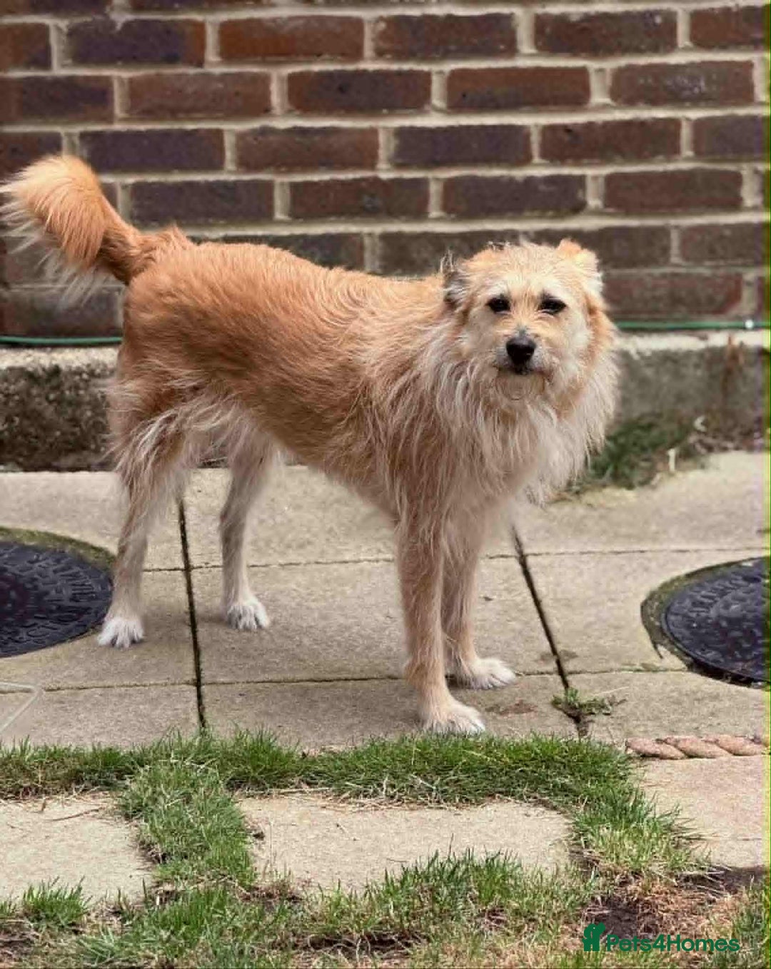 Mixed Breed dogs for adoption: MEET PHOENIX in Bordon - Image 1