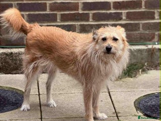 Mixed Breed dogs in Bordon - Advert 28