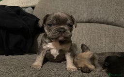 French Bulldog dogs for sale: Frenchie needs a home  - Advert 1