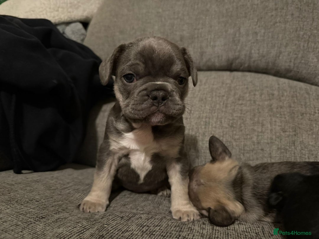 French Bulldog dogs for sale: Frenchie needs a home  - Advert 1