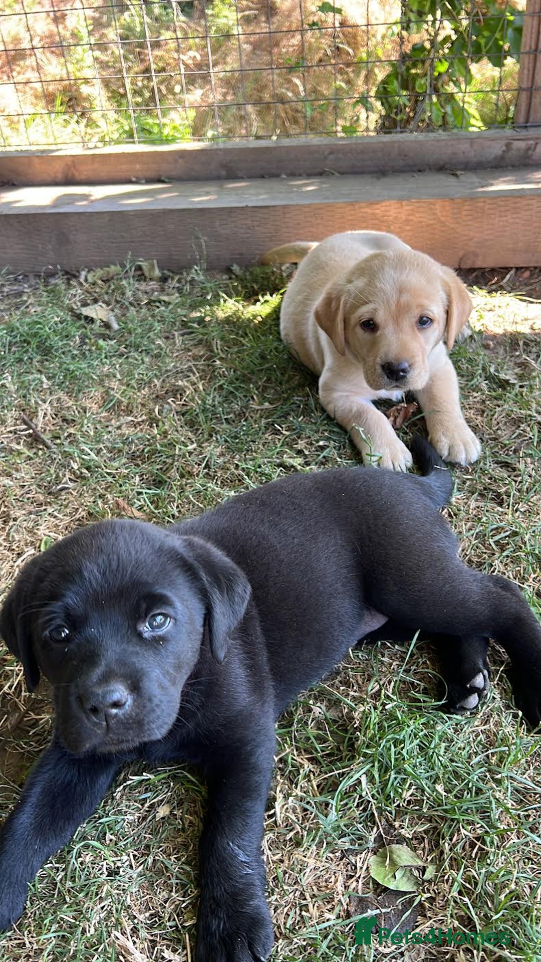 Labrador Retriever dogs for sale: Ready now from Plettenberg Labradors, KC Reg. - Image 3