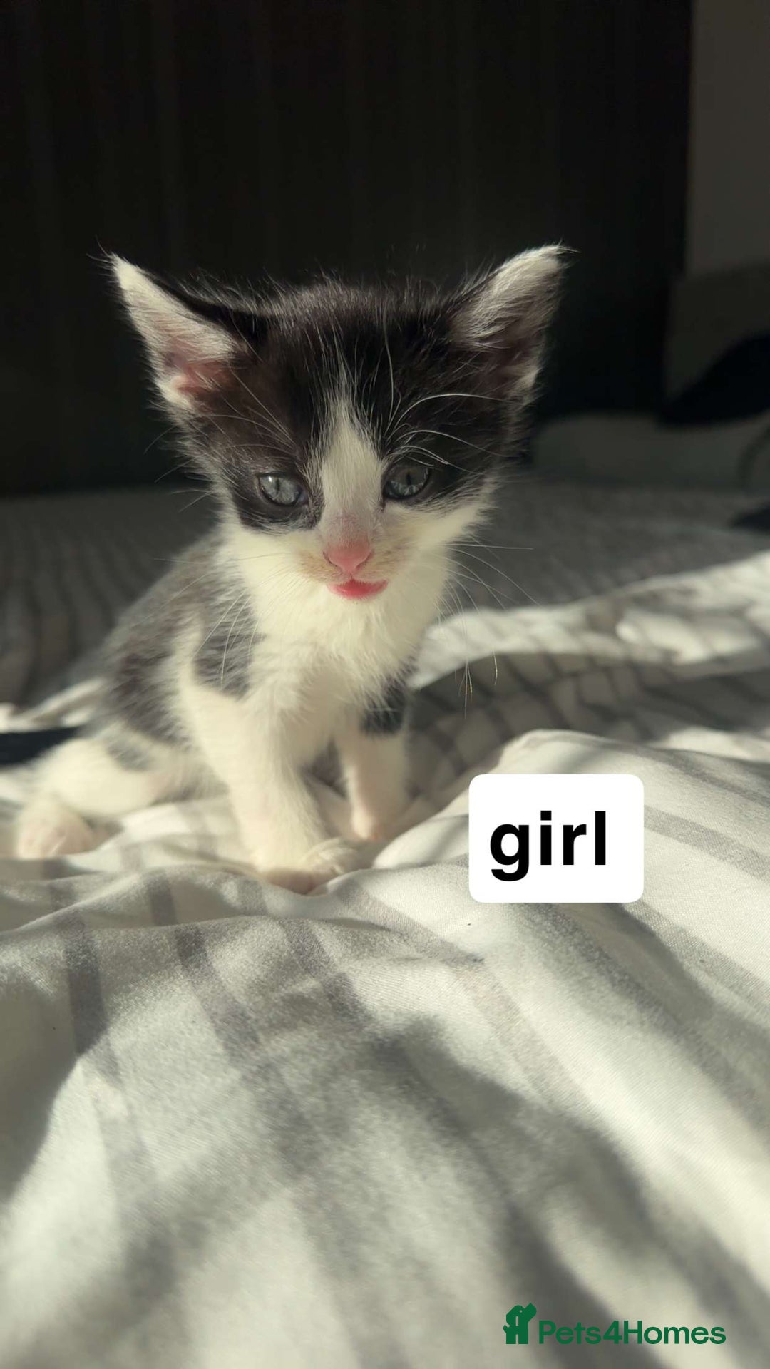 Mixed Breed cats for sale: Lovely litter of 6 beautiful kittens - Advert 2