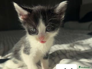 Mixed Breed cats Lovely litter of 6 beautiful kittens - Advert 12