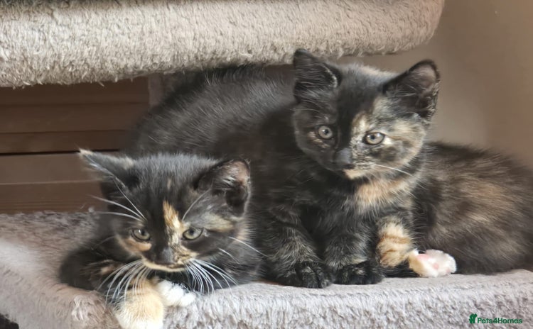 Mixed Breed cats - Advert 2