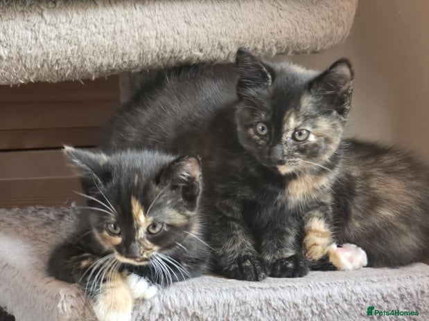 Mixed Breed cats - Advert 1