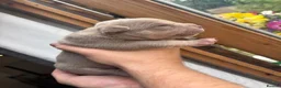 American Bully dogs for sale: Pocket bully  - Advert 12