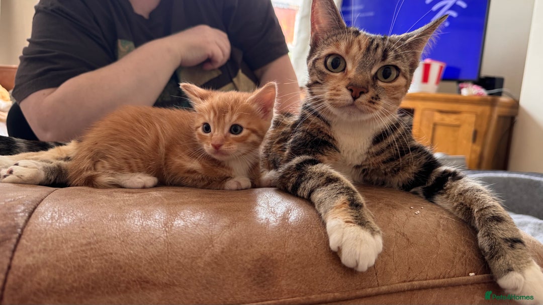 Mixed Breed cats for sale: Kittens  - Image 2