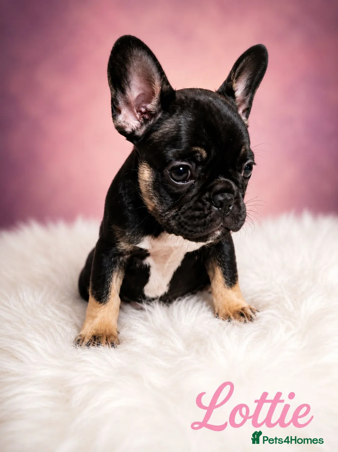 French Bulldog dogs for sale: ❤️3 beautiful french bulldog puppies❤️ - Advert 1