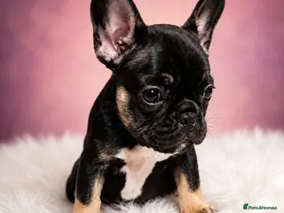 French Bulldog dogs 🐾 Adorable Frenchie Puppies 🐾 - Advert 6
