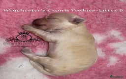 Yorkshire Terrier dogs for sale: ❤️ Champion heritage KC reg.PEDIGREE puppies! 🐶❤️ - Image 29