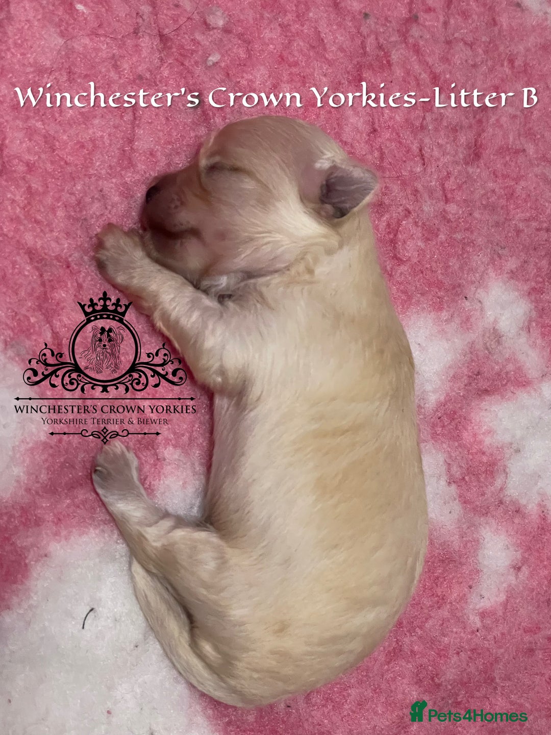 Yorkshire Terrier dogs for sale: ❤️ Champion heritage KC reg.PEDIGREE puppies! 🐶❤️ - Image 29