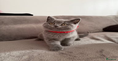 Scottish Fold cats - Advert 2