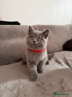 Scottish Fold cats - Advert 4