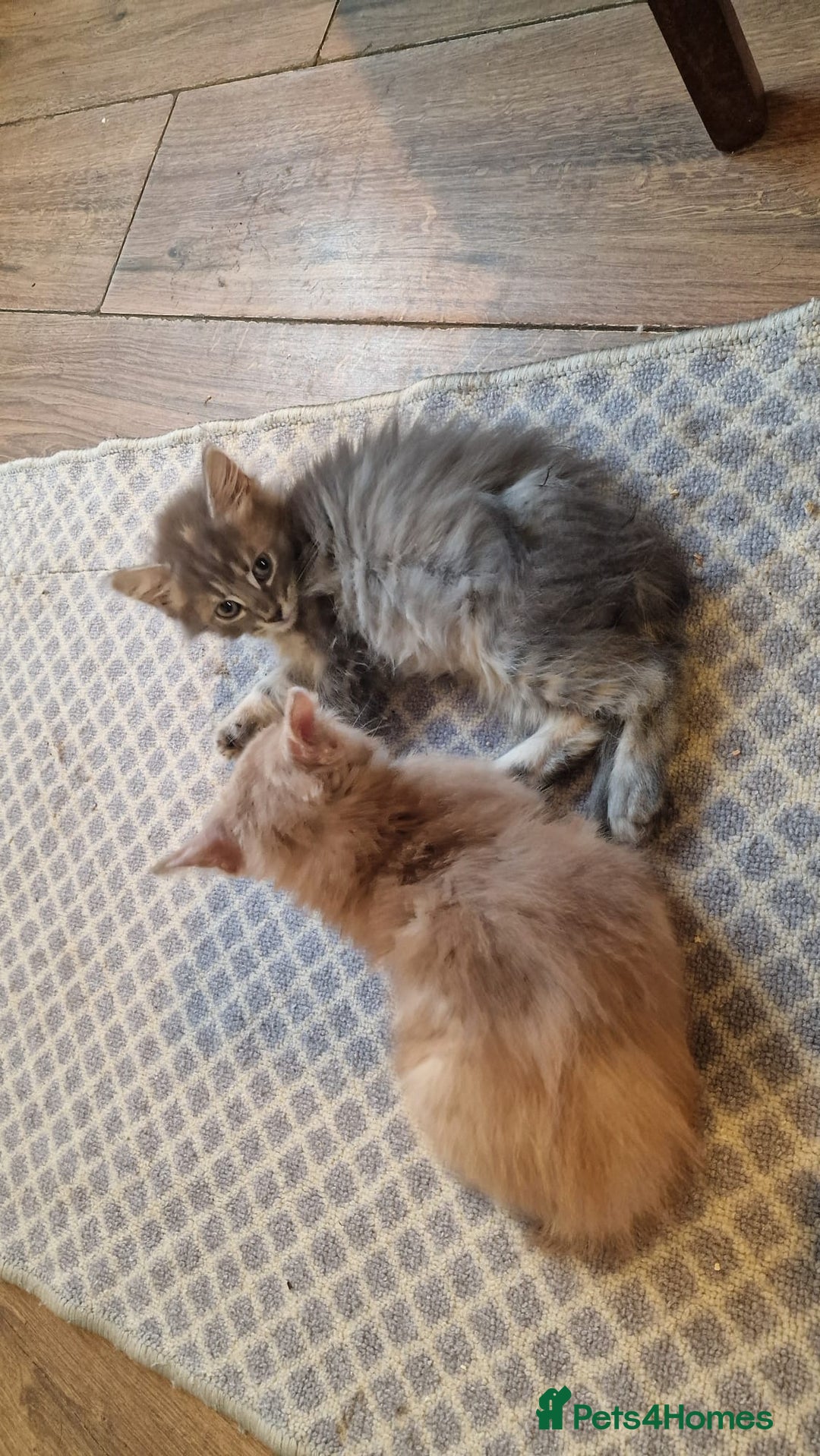 Mixed Breed cats for sale: Kittens for sale - Advert 2