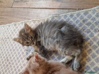 Mixed Breed cats Kittens for sale - Advert 1