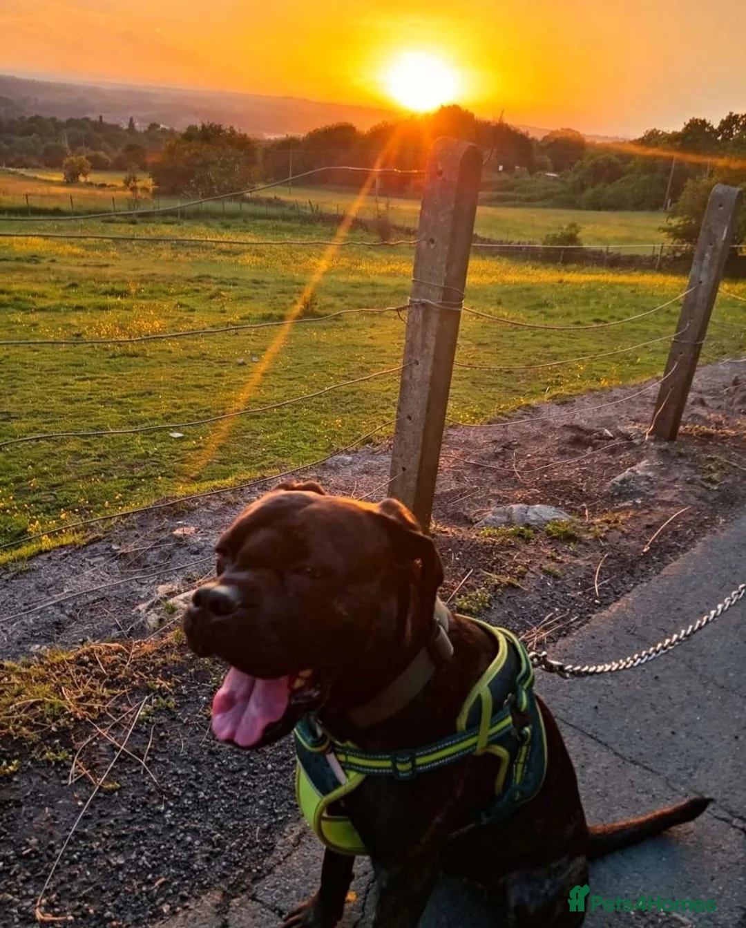 Cane Corso dogs for sale: Zara  in Cleckheaton - Advert 9