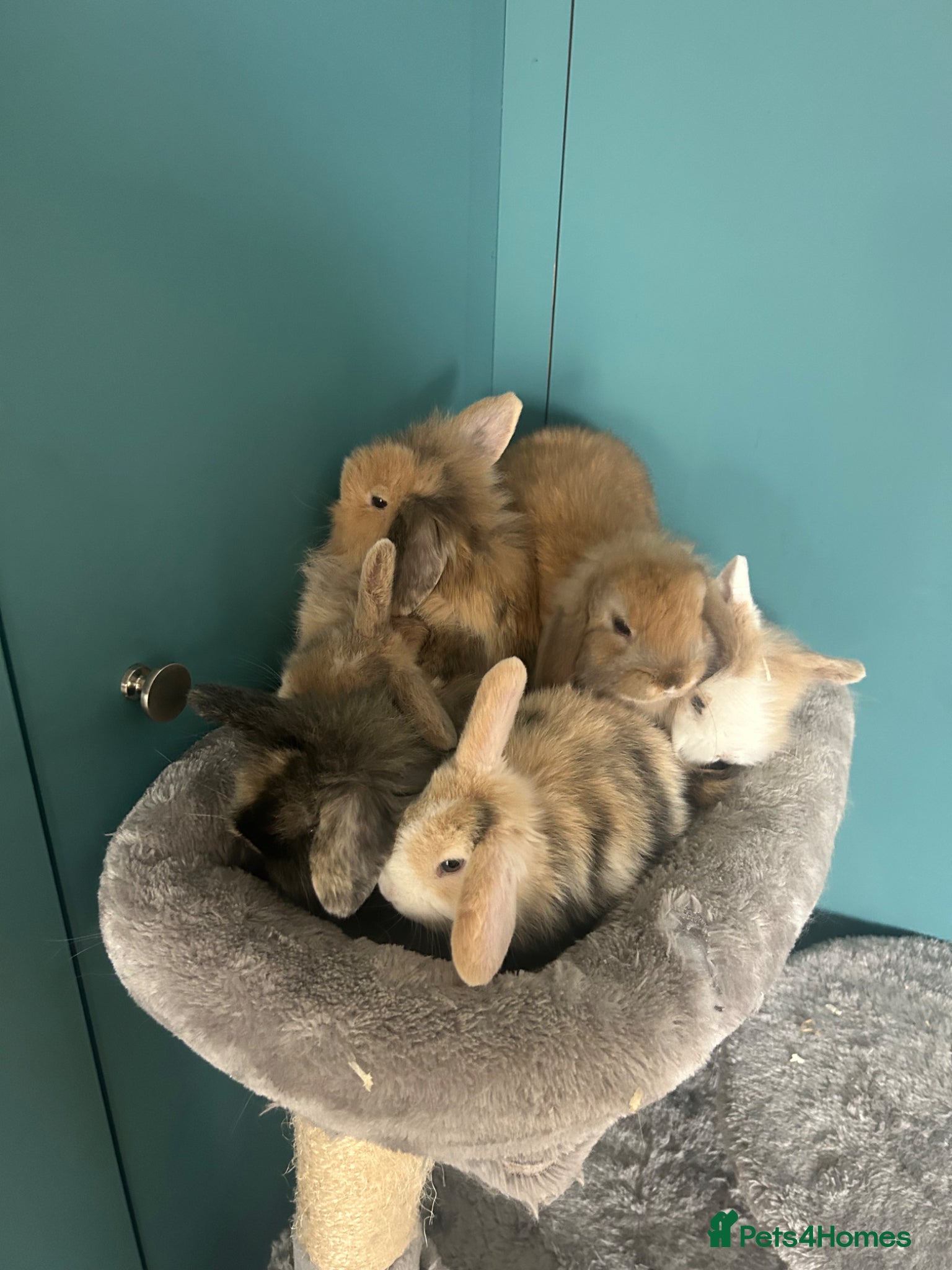 Mini Lion Lop rabbits 6 Mini Lion Lop Bunnies Available 🐰 - Advert 2