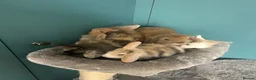 Mini Lion Lop rabbits for sale: 6 Mini Lion Lop Bunnies Available 🐰 - Advert 12