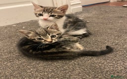 Mixed Breed cats for sale: Kittens for sale  - Image 7