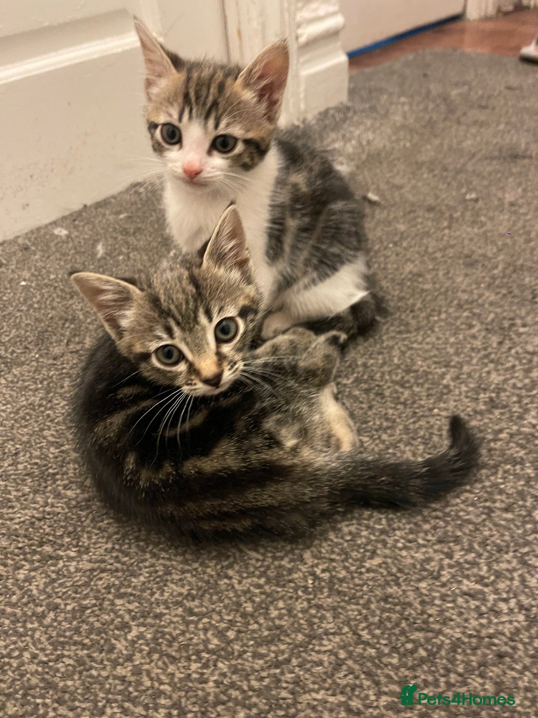 Mixed Breed cats for sale: Kittens for sale  - Image 7