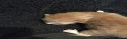 Mixed Breed cats for sale: five lovely kittens  - Advert 10