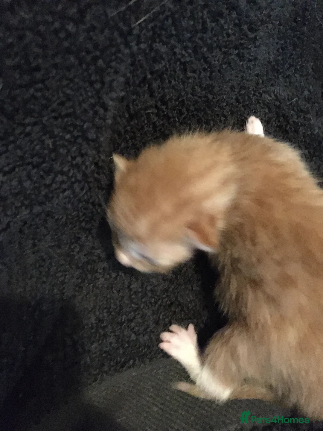 Mixed Breed cats for sale: five lovely kittens  - Advert 10