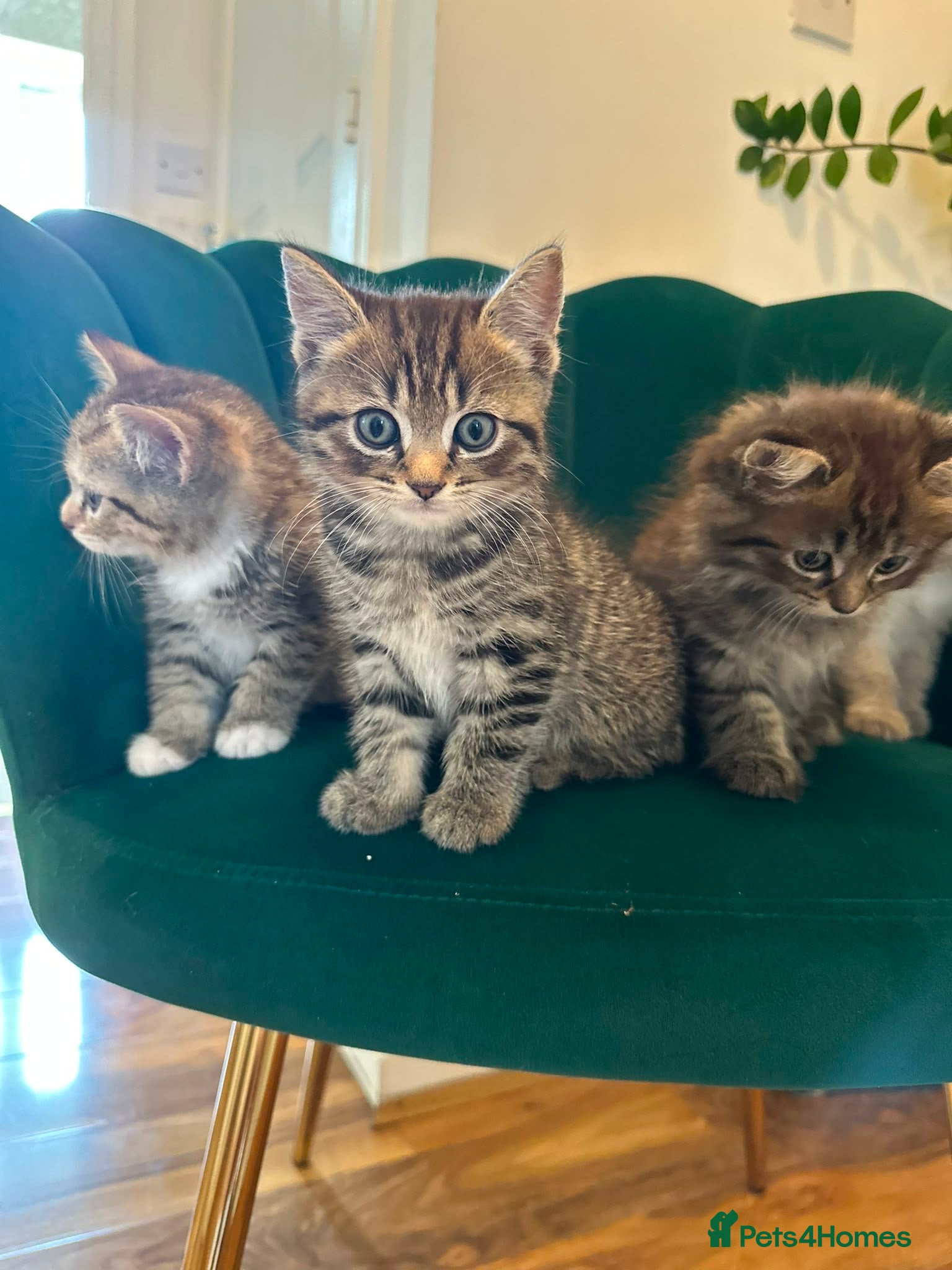Scottish Fold cats ✨Adorable Scottish Fold Kittens 🐾 - Advert 14