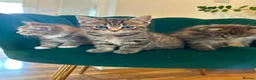 Scottish Fold cats for sale: ✨Adorable Scottish Fold Kittens 🐾 - Advert 1