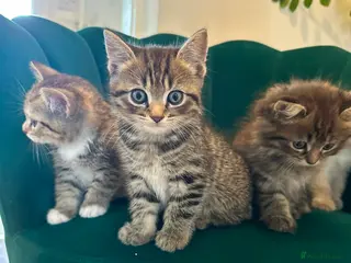 Scottish Fold cats ✨Adorable Scottish Fold Kittens 🐾 - Advert 1