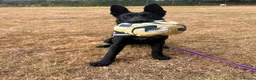 Belgian Shepherd Dog dogs for adoption: Mulan - Advert 1