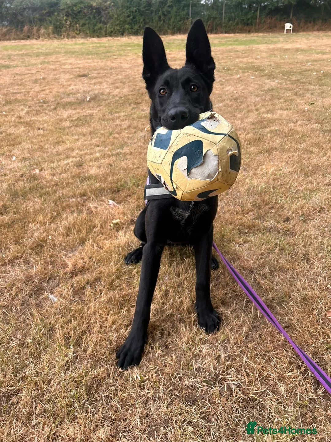 Belgian Shepherd Dog dogs for adoption: Mulan - Advert 1