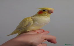 Cockatiels birds for sale: Hand reared silly tame DNA sexed baby cockatiels  - Image 18
