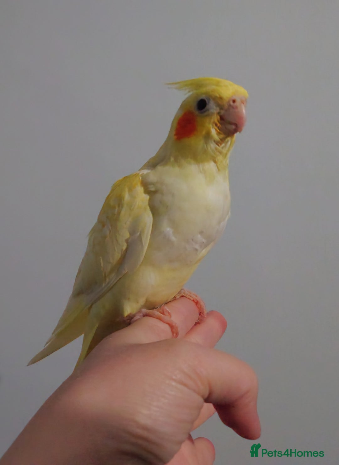 Cockatiels birds for sale: Hand reared silly tame DNA sexed baby cockatiels  - Image 18