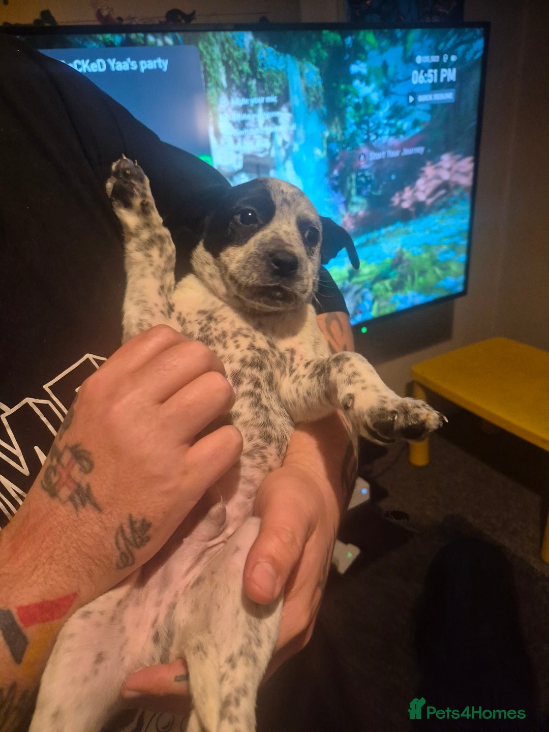 Mixed Breed dogs for sale: Mixed breed puppies for sale  - Advert 26