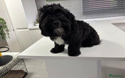 Shihpoo dogs for sale: Shihpoo  - Image 11