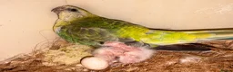 Parakeets birds for sale: Red Rump parakeets proven breeding pair - Advert 4