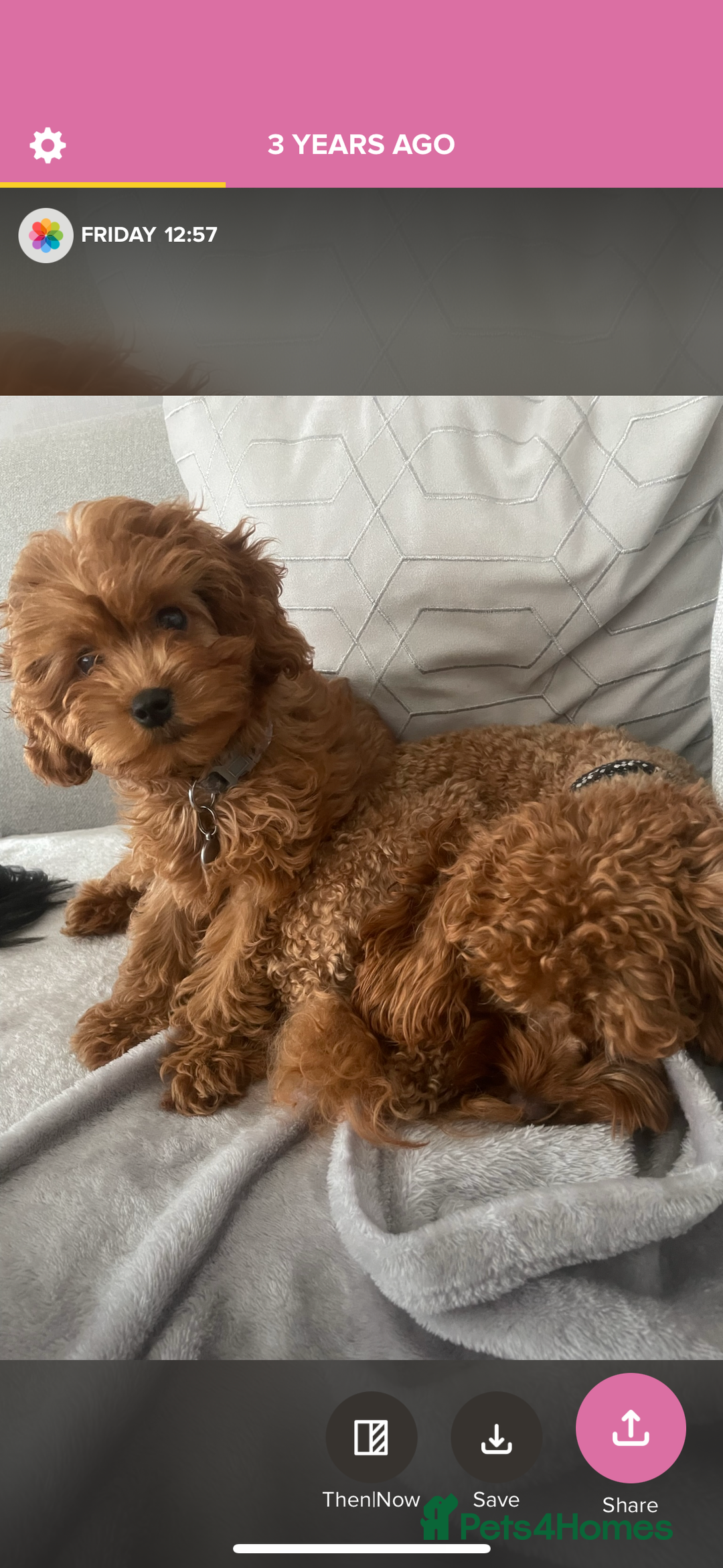 Cavapoo dogs for sale: Stunning fox red f1b Cavapoo puppies - Image 11