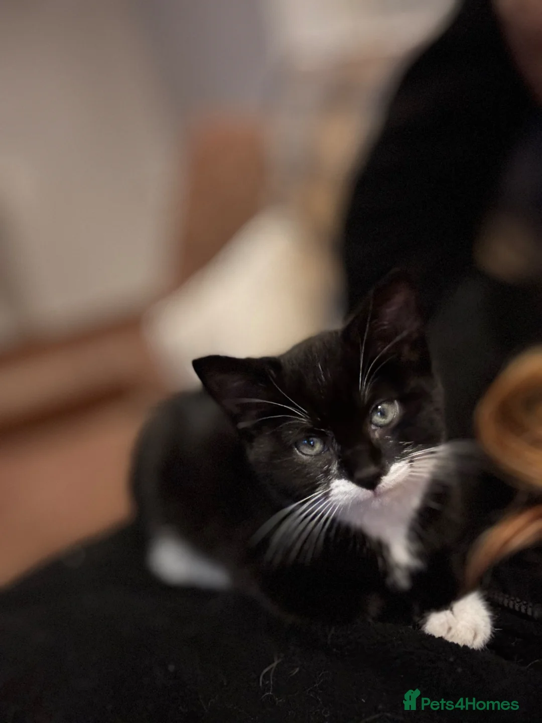 British Shorthair cats for sale: British shorthair male kitten in Stockbridge - Advert 2