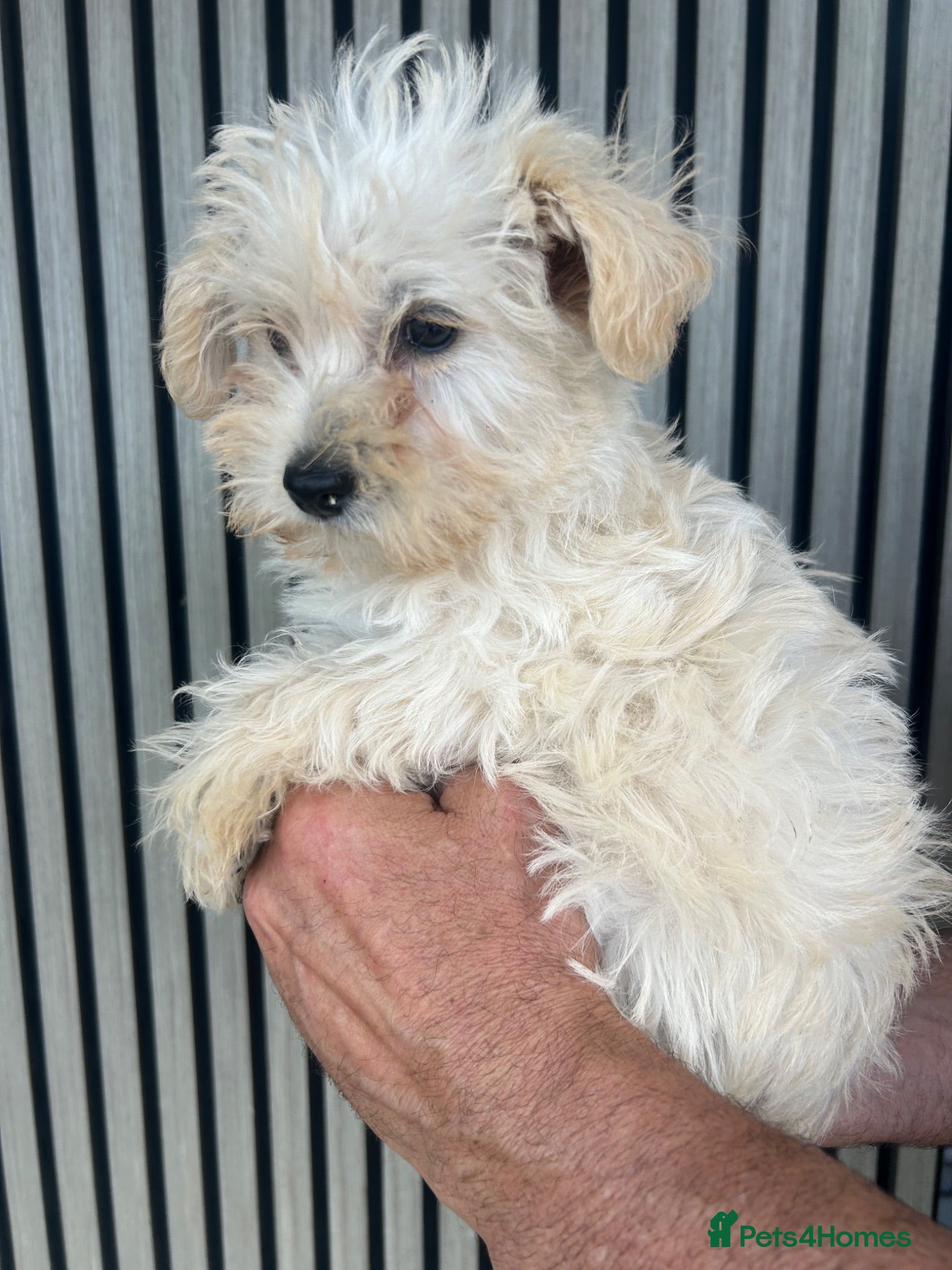 Westiepoo dogs Westypoos LAST BOY  - Advert 1