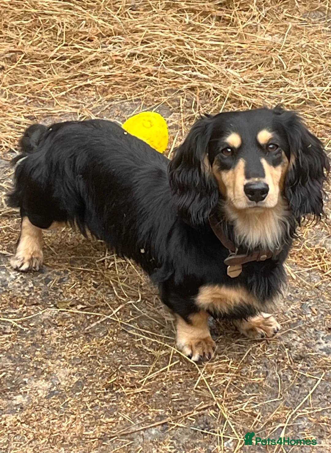 Mixed Breed dogs for sale: Working Cocker Spaniel x Longhair Dachshund - Advert 16