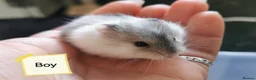 Hamster rodents for sale: Baby Winter white dwarf hamsters  - Advert 5