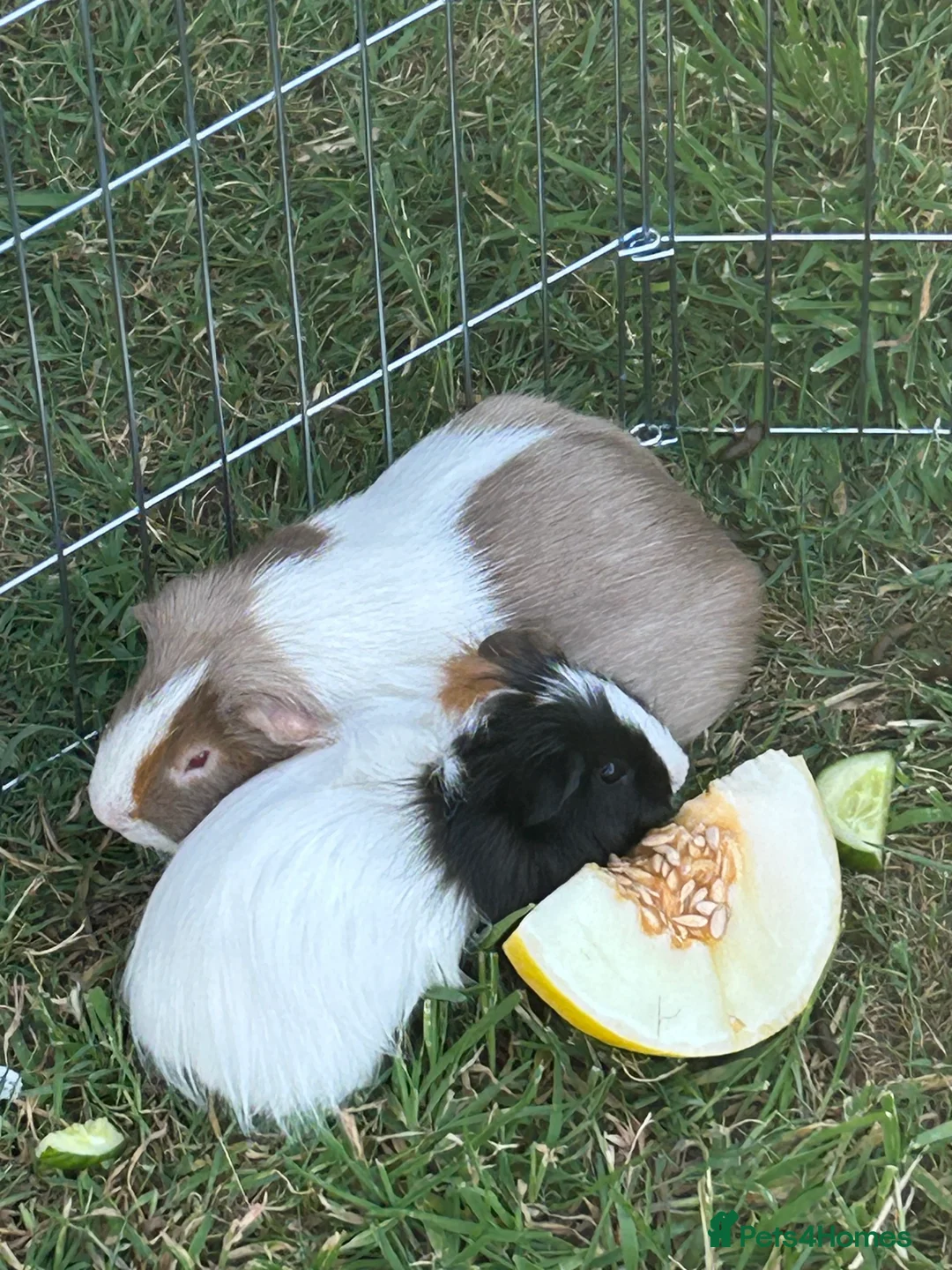 Guinea Pig rodents for sale: Two male guinea pigs - Advert 8