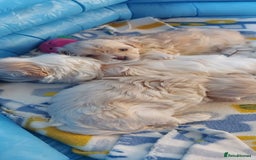 Maltipoo dogs for sale: Asian Teddy Toy Maltipoos  - Image 28