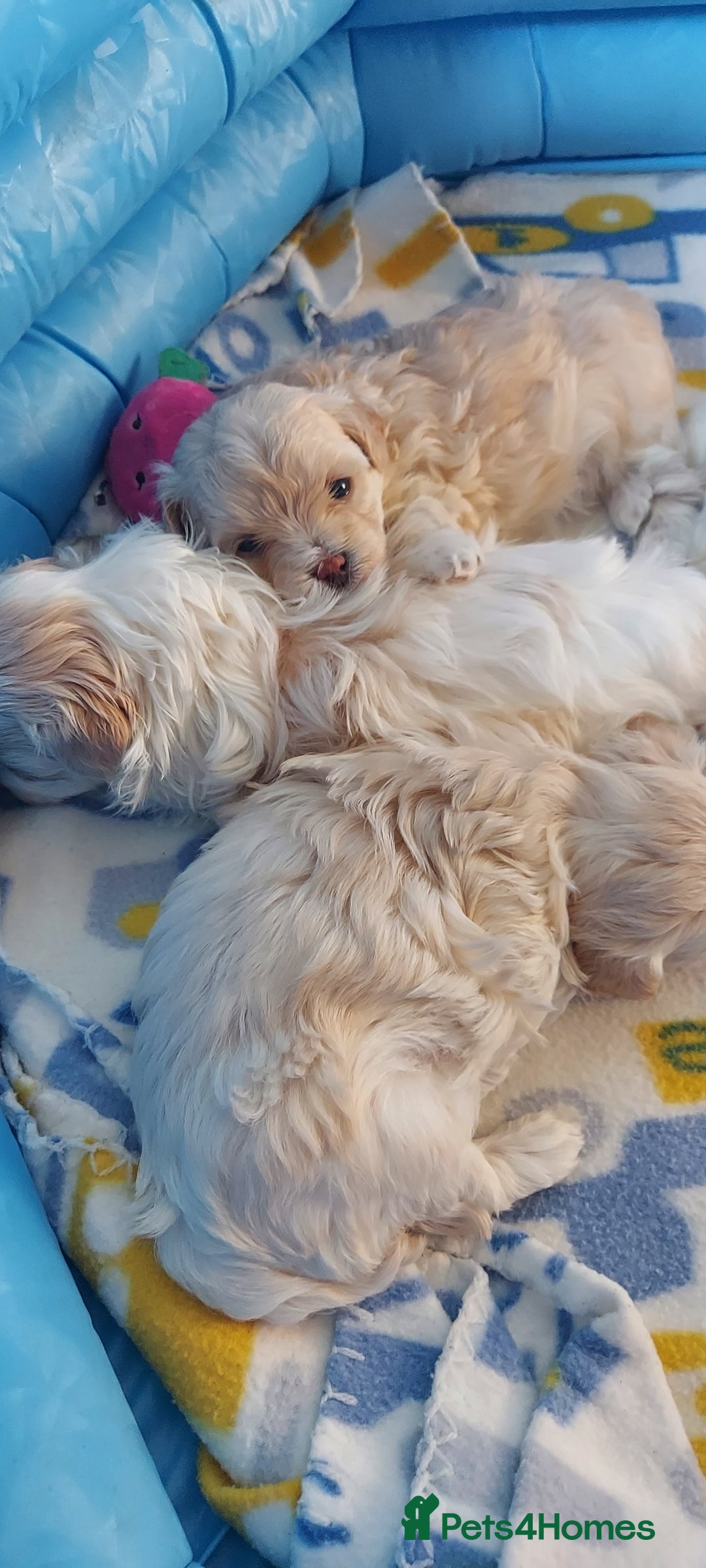 Maltipoo dogs for sale: Asian Teddy Toy Maltipoos  - Image 28