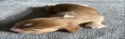 Cocker Spaniel dogs for sale: Show Type Cocker Spaniel Puppies - Advert 18