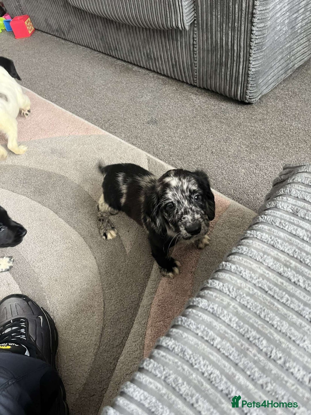 Cocker Spaniel dogs for sale: Last boy remaining  - Image 7