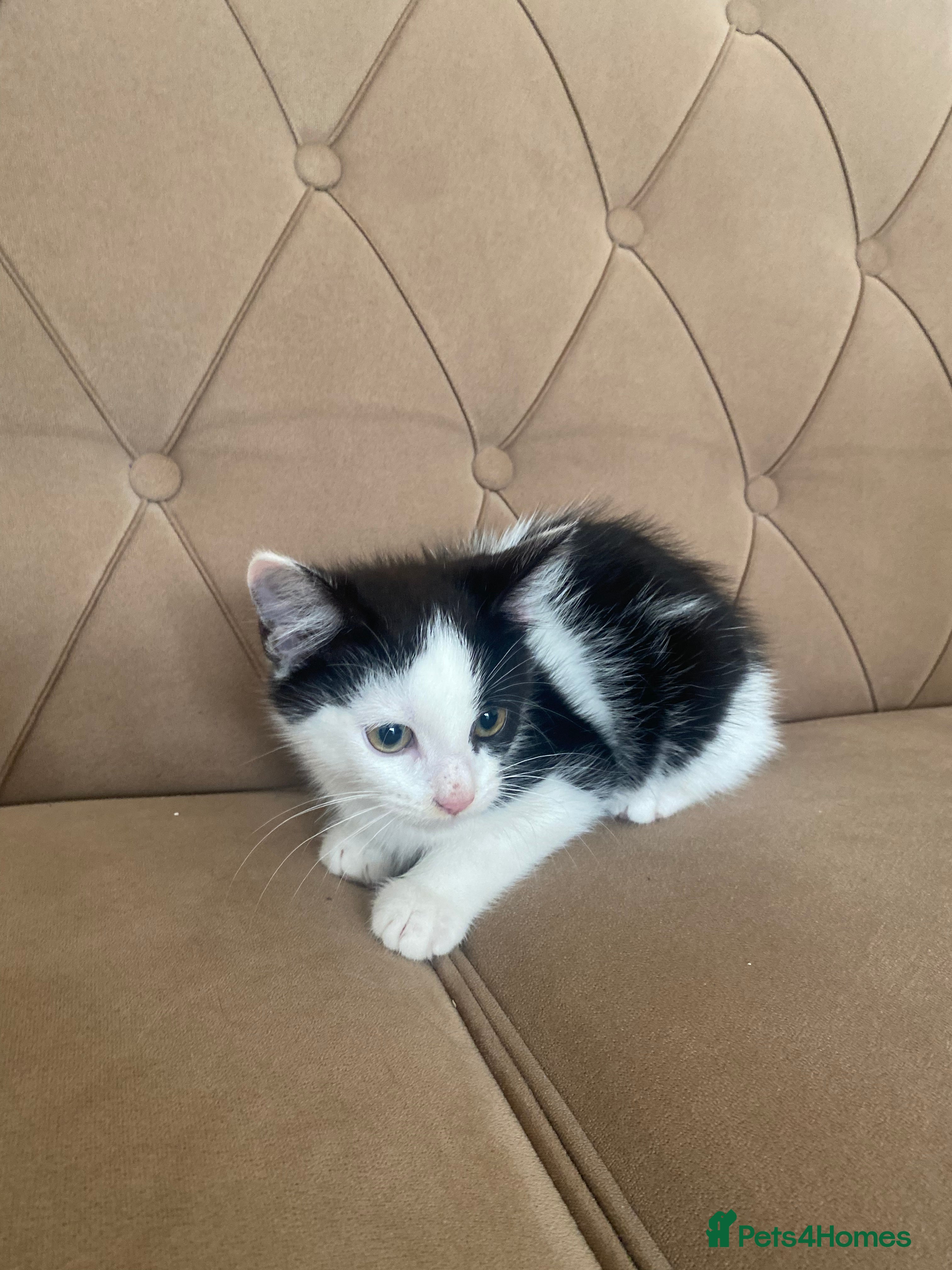 Turkish Angora cats Meet zara kitten girl looking for forever home. - Advert 4