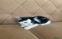 Turkish Angora cats for sale: Meet zara kitten girl looking for forever home. - Image 1