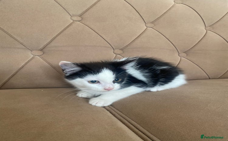 Turkish Angora cats - Advert 1