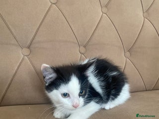 Turkish Angora cats - Advert 1
